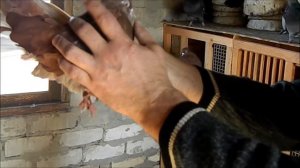 Николаевские голуби!