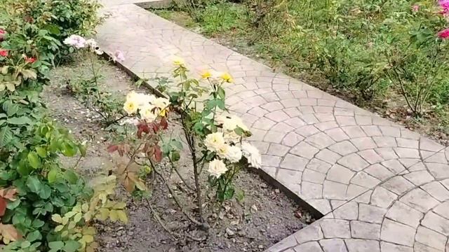 АДЛЕР 22. Морская рыбалка, дельфины. Парк Южные культуры ?#южныекультуры #морскаярыбалка смотреть онлайн