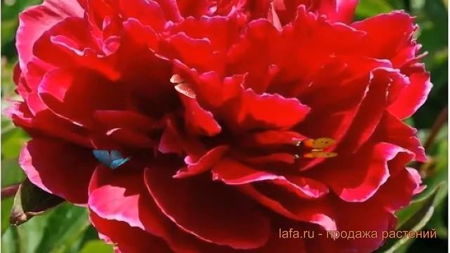 Пион травянистый Ред Сара Бернар (paeonia) ? обзор: как сажать, луковицы пиона Ред Сара Бернар