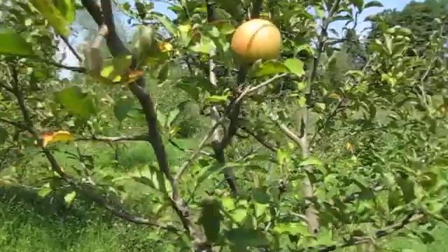 Сорт яблок Джонаголд Декоста смотреть онлайн