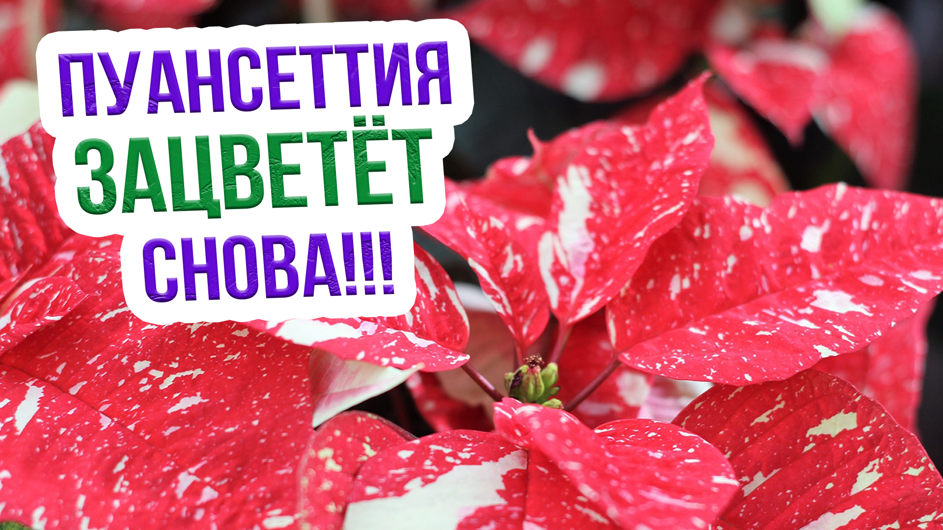 Как ухаживать за пуансеттией (рождественской звездой) после цветения? Правила ухода за пуансеттией смотреть онлайн