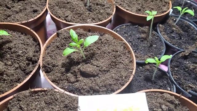 Моя рассада томатов. Подкормка. #Моехозяйство #рассадатоматов #огороднаподоконнике смотреть онлайн