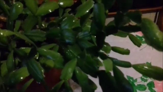 Мои цветы # Декабрист # смотреть онлайн