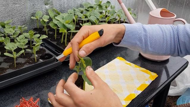 Самый простой и надёжный способ привить арбуз. 18.04.2021 смотреть онлайн