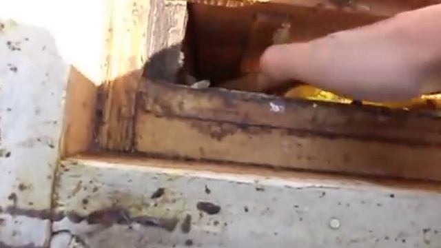 Сюрприз из сот . Что бывает при зажатом гнезде пчел .