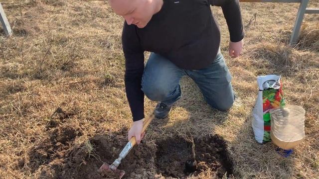 Весенняя Посадка Сирени - Личный Опыт. смотреть онлайн