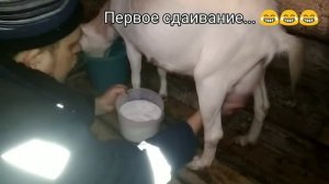 Коза удерживает молоко? Как надоить больше молока?