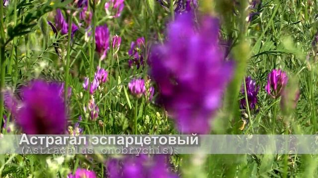 Астрагал эспарцетовый смотреть онлайн