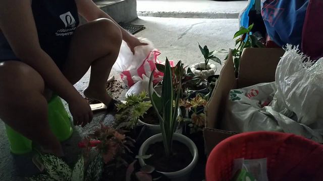 Plantita yarn? haha смотреть онлайн