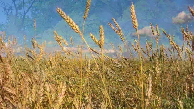 Август месяц Николай Кирилкин смотреть онлайн