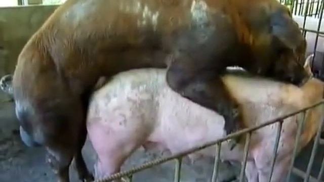 Как спариваются свинки Очень смешно! смотреть онлайн