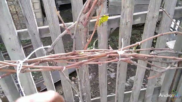 обрабатываем виноград под зиму,и многое другое смотреть онлайн