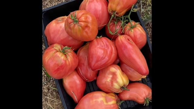 Сорт помидор Загадка долины роз. смотреть онлайн