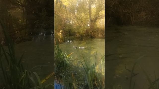 Уточки на протоке. Шилохвость? смотреть онлайн