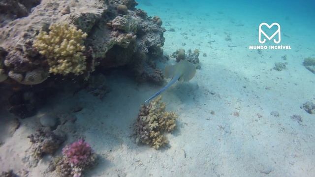 A SUCURI ATACOU O ANIMAL ERRADO смотреть онлайн