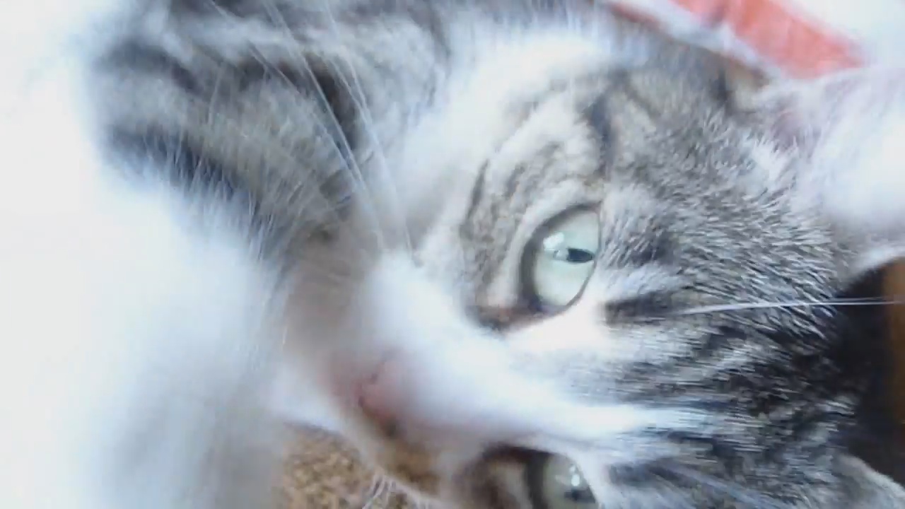 Видео о нашей Кошке // Жизнь в деревне