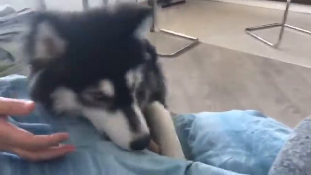 Хаски Зевс удивился