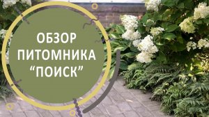 Обзор питомника «ПОИСК»