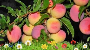 Слива обыкновенная Персиковая ? Обзор: посадка и уход. саженцы, крупномеры: описание и особенности