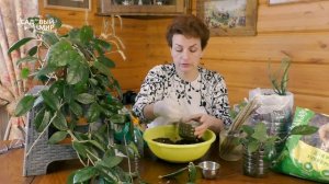 Корневин -ускоритель укоренения. Подробная схема применения Корневина на примере черенков Хойи