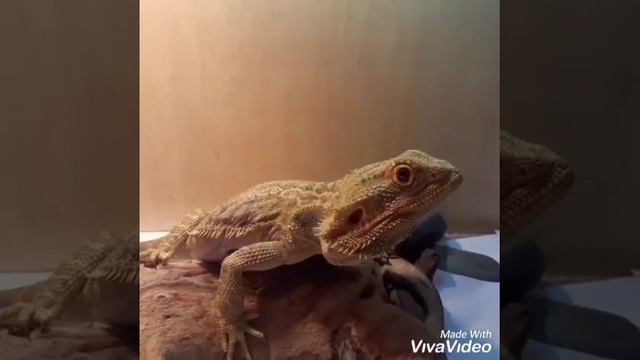 Как определить пол Бородатой Агамы ? смотреть онлайн