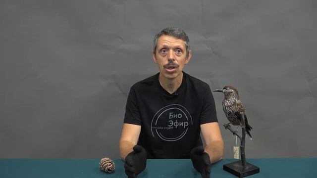 Эвенкийская сказка смотреть онлайн