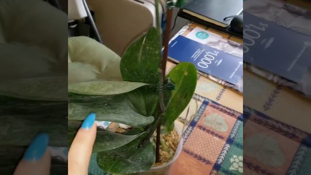 3има - не зима, холодно - не холодно, а две новиночки раздобыла ❤🌸 смотреть онлайн