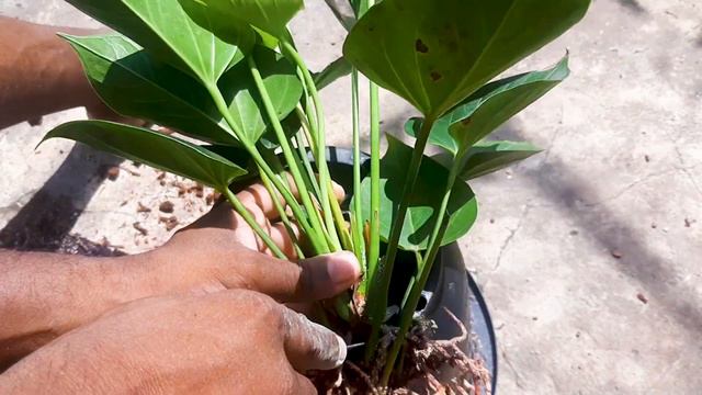 How to grow Anthurium / Anthurium Propagation #learngardening смотреть онлайн