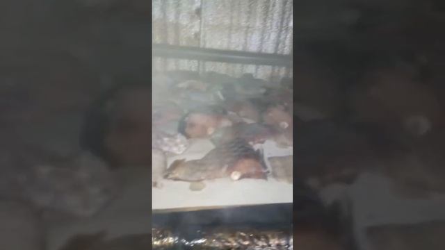 Холодное Копчение Своими Руками с Эффективный Дымогенератором. Холодное Копчение на Ольхе.