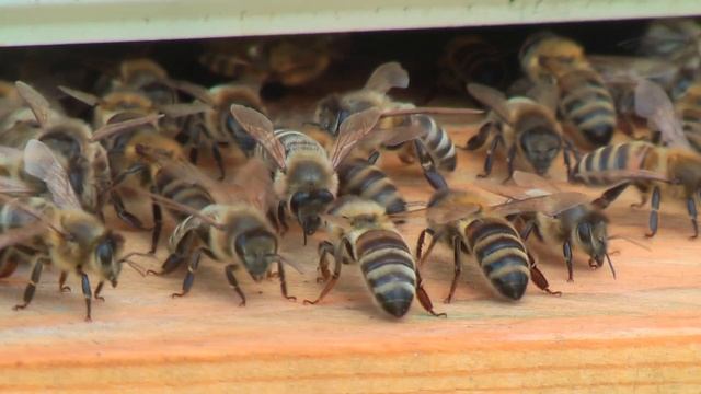 Профессор Кашковский: Как относитесь к изоляции матки? смотреть онлайн