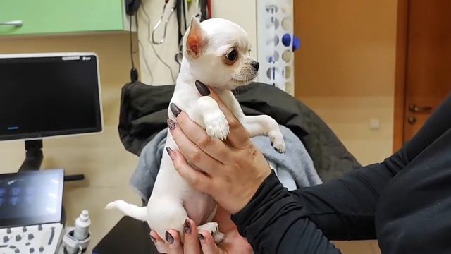 Дети Чихуа-хуа на прививке смотреть онлайн