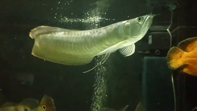 Арована в аквариуме - грация и изящество, Osteoglossum Bicirrhosum. Silver Arowana