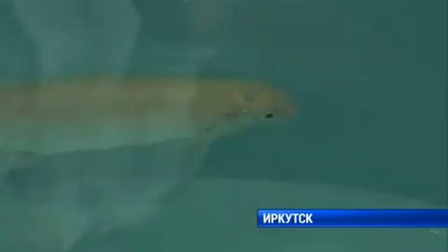 Помесь омуля и пеляди смотреть онлайн