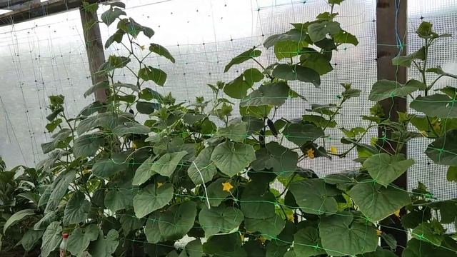 Прививка огурцов для большого урожая в холодное сибирское лето смотреть онлайн