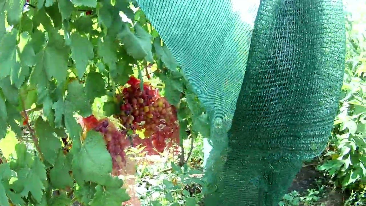 ВИНОГРАД. Защита от птиц. Вредители винограда. Какие сорта начинают окрашиваться. смотреть онлайн