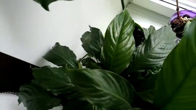 #цветы ТРОПИЧЕСКИЙ САД В ОФИСЕ НА ПОДОКОННИКЕ Шефлера, монстера, спатифиллум, молочай, орхидея! смотреть онлайн