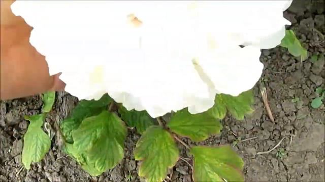 Яос Еллоу смотреть онлайн