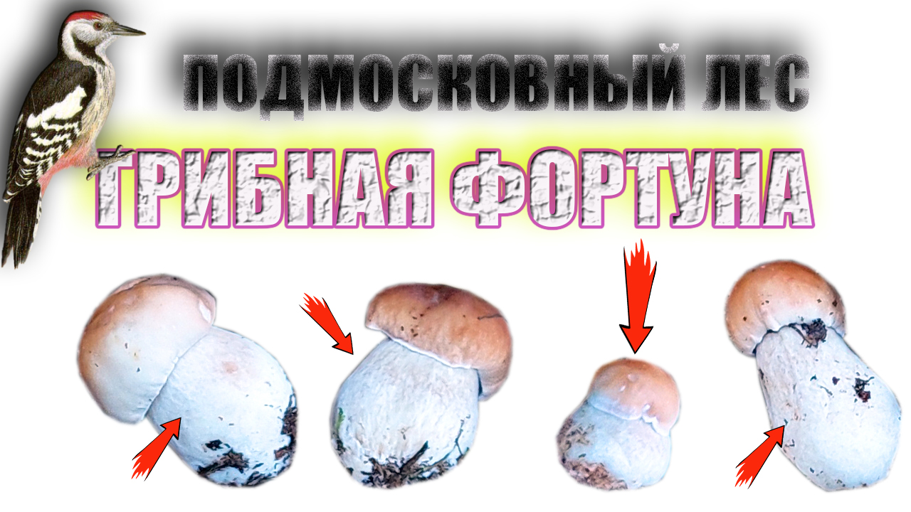 В ЛЕС ЗА БЕЛЫМИ ГРИБАМИ | ЛЕС ОДАРИВАЕТ НАС ГРИБАМИ! смотреть онлайн