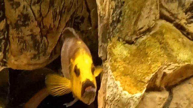 Goldhead. Altolamprologus Compressiceps. Goldhead. Tanganyika Aquarium