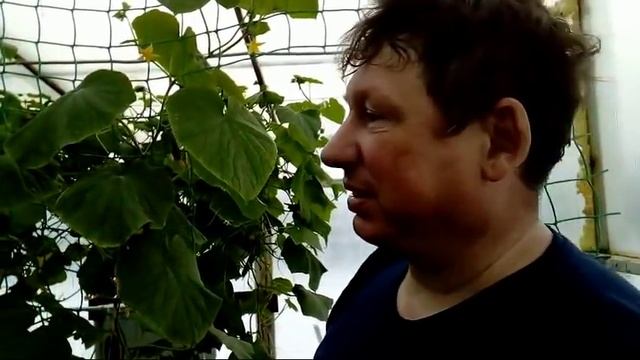 20/19 Кто сказал что огурцы в Сибири не растут? смотреть онлайн
