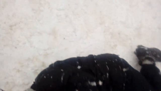 Собака кусает своего хозяина ржака смотреть онлайн