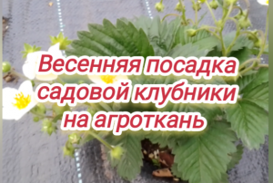 Весенняя посадка садовой клубники на агроткань