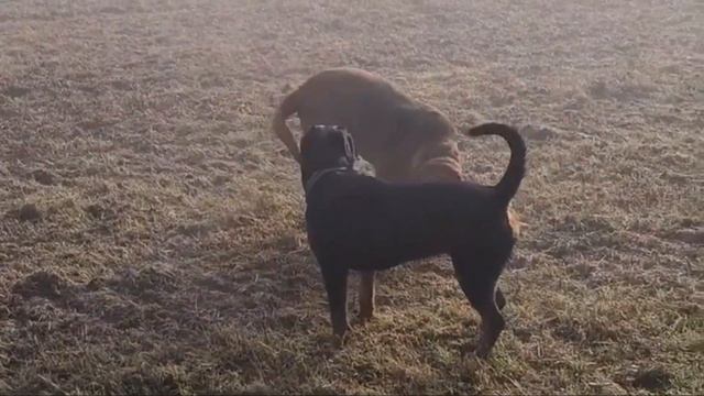 07 Hilariously Adorable Bloodhound Mix Breeds - Gentle Giants With a Sniffer Nose смотреть онлайн