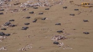 Где рождаются черепахи (Cyprus Turtles)