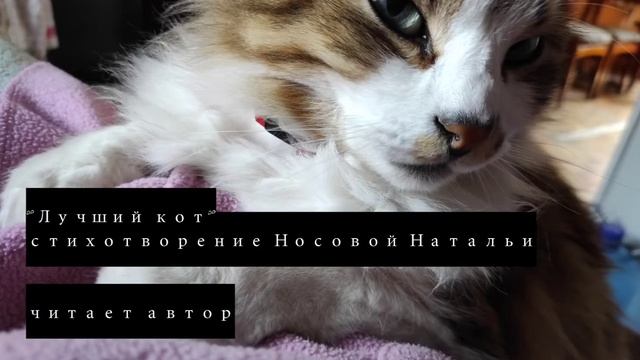 Лучший кот. Стихотворение Носовой Натальи. Читает автор смотреть онлайн