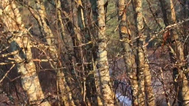 Странная собака на Селигере / Неприе / Ноябрь 2021 смотреть онлайн