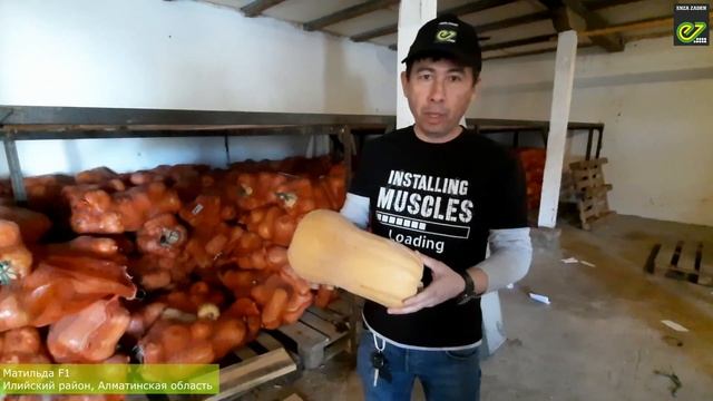 Тыква Матильда F1 смотреть онлайн