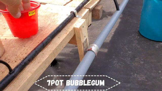 105 DUTCH BUCKET через 2 недели 31.05.2023