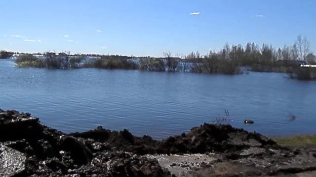 Рыба На Ходу