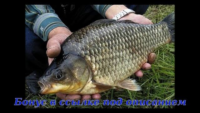 активатор клева плотва смотреть онлайн
